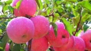 立夏后吃苹果的好处：苹果不能与萝卜同食，两者同食会导致甲状腺