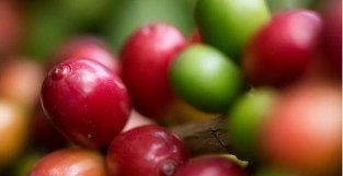 被外资利用30年，云南咖啡之困：产业全国第一，却充当廉价供应商