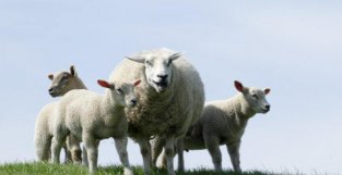 属羊人如果出生在这两个月份，千年修来的福，“好命又有财”！你家有吗？