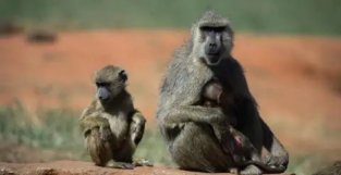 人感染猴痘病例数超往年，专家称野生猴入境大幅增加传染病风险