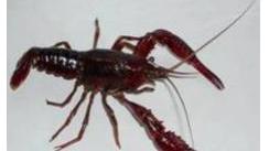 日本禁止出售小龙虾外来入侵物种名单，中国小龙虾还有绝招