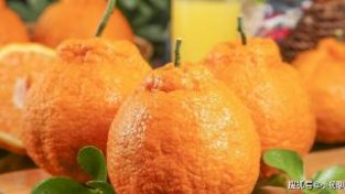 挑选丑橘时，多注意这三点，才能更好地挑选到优质好吃的丑橘