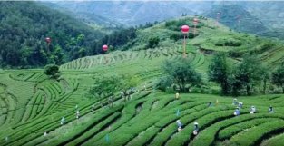 安溪铁观音茶文化系统入选全球重要农业文化遗产
