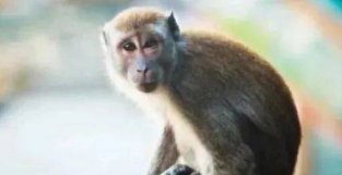 欧美猴痘疫请一些明显不合常理的请况，是病毒变异了吗？