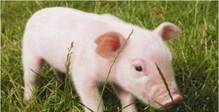 10个猪9个富：特别是以下2年出生的属猪人，天生就是“享福命”！