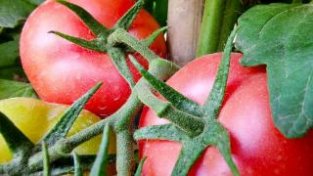 经常吃西红柿有什么好处？