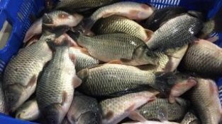 鱼贩子的谎言欺骗，请停止食用这4种鱼，或许含有甲醛和重金属