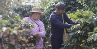 美国农业部：中国人4年多喝了45％的咖啡，农民却砍了咖啡树