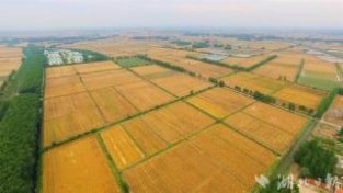 汉川：38万亩小麦开镰迎丰收
