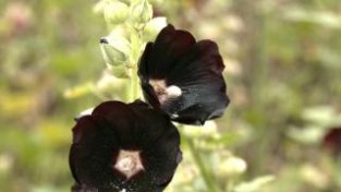 杆子高达近3米 这种黑SE的花你见过吗？