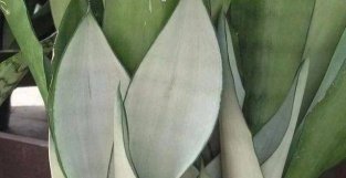 白SE叶子的白玉虎皮兰，没阳光会退绿，想让它颜值高还得晒太阳
