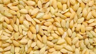 稻米有哪些营养功效？