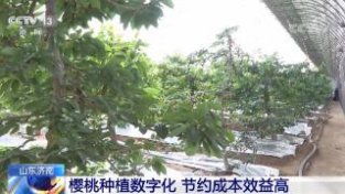 山东济南:樱桃种植数字化,节约成本效益高