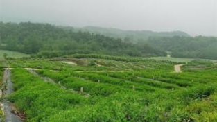 一路逐“绿”远安打造千亩绿肥示范区