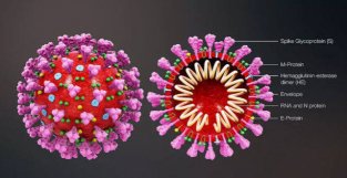 为什么说新冠病毒是史上最“狡猾”的？因为……