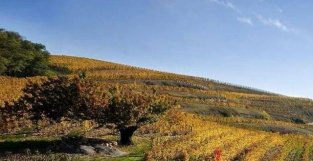 葡萄酒产区知识：法国罗纳河谷（Rhone Valley）产区