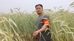 郏县长桥镇：小麦比人高 增产又高效