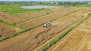 安陆农场主抢收小麦 每亩增收逾五成