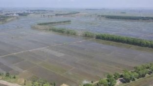 镇赉县：水稻擦秧接近尾声，预计今年产量可达20亿斤