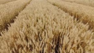 阎良区：确保13万亩小麦颗粒归仓