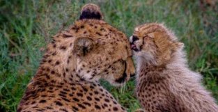 所有猎豹都是近亲繁殖的产物，但它们却没有灭绝