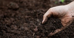 养花用的泥炭土，又叫草炭土，用来养花效果好