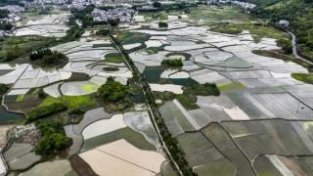 兴义万峰林：高产高效水稻示范种植助推坝区增收增效