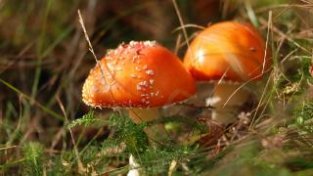 颜SE鲜园或好看的蘑菇有毒？专家提醒不要随便吃