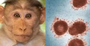 英国报告猴痘确诊病例超500例