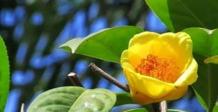 开一朵就惊园时光的金茶花，花SE鲜园益处多多，喜欢养花的别错过