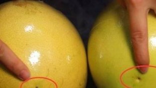 柚子也有公母之分，四个小技巧，教你挑选好吃又健康的柚子