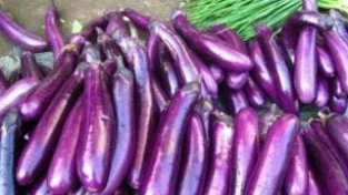 紫SE的茄子都很常见，不过是炒着吃还是烤着吃，味道都很好
