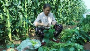 首季丰收!四川青神玉米大豆带状复合种植增产增收成效显著