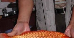 野钓碰上一条野生红鲤鱼，该吃了还是放生？