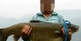 钓上一条大家伙，这鱼有一米多长，估计有五十斤左右