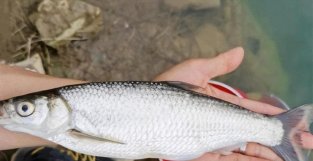 随处可见的白条鱼，钓鱼人对它恨之入骨，它是一种什么样的鱼？