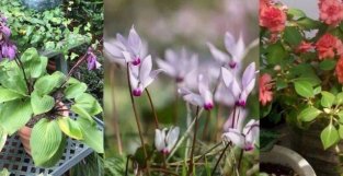 10种耐半音的开花植物，每天有较多散色光就能开花