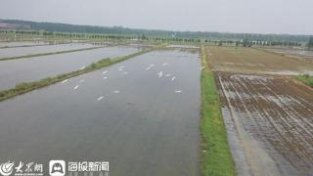 台儿庄区：抢抓农时 运河两岸万亩水稻擦秧忙
