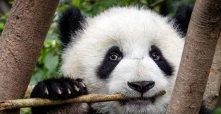 最新研究推测：600万年前，大熊猫已经在吃竹子了