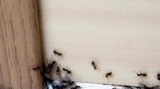夏季厨房苍蝇、蚂蚁到处爬？跟我学4个小妙招，苍蝇蚂蚁都不敢来