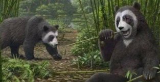 大熊猫吃竹子“绝技”从何而来？
