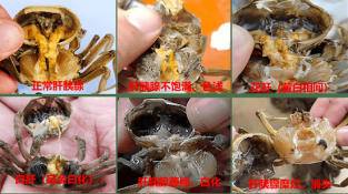 为什么你的河蟹病害多？一定关注这个问题！胆汁酸在河蟹上的应用