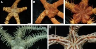 科研人员发现多个深海新物种及新记录种