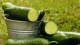 黄瓜称为“平民蔬菜”，但有4大禁忌要注意，尤其是第二种！