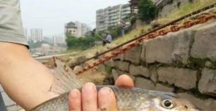 长江里消失的鱼种，我们本地人叫它“尖头棒”