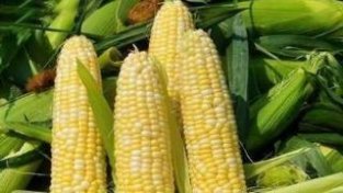 专家提醒：吃玉米时应注意嚼烂，以助消化