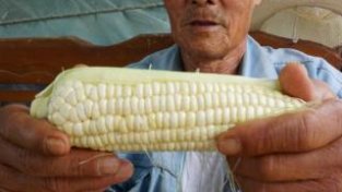 卖一根玉米，农民能挣多少钱？房山老农靠鲜食玉米实现增收