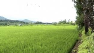 吉林市：水稻生长关键期，施肥打要不能少