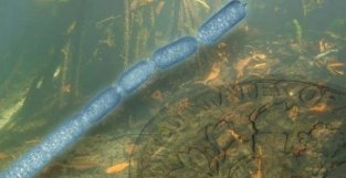 Science：长达9000微米的巨型细菌挑战人类的刻板印象！