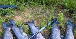 夏季野钓大鱼，少不得使用双铅钓法，用双铅钓组，可以这样来调漂